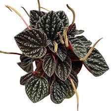 Peperomia “Other Chocolate” –  (vaso 12) Pianta d’appartamento compatta con foglie corrugate color cioccolato