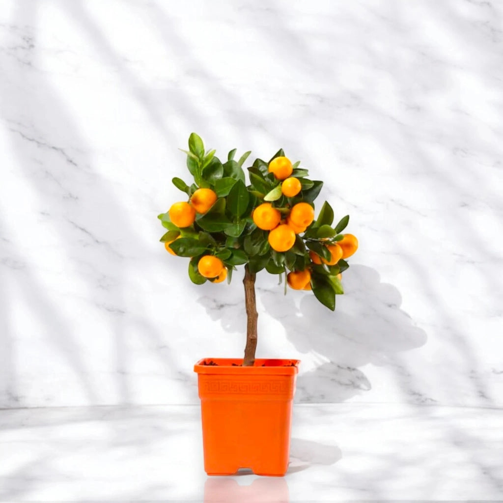 Gardenaria Calamondino - Citrus × microcarpa - Pianta di agrume da frutto in vaso Altezza: 160 cm (vaso 35)