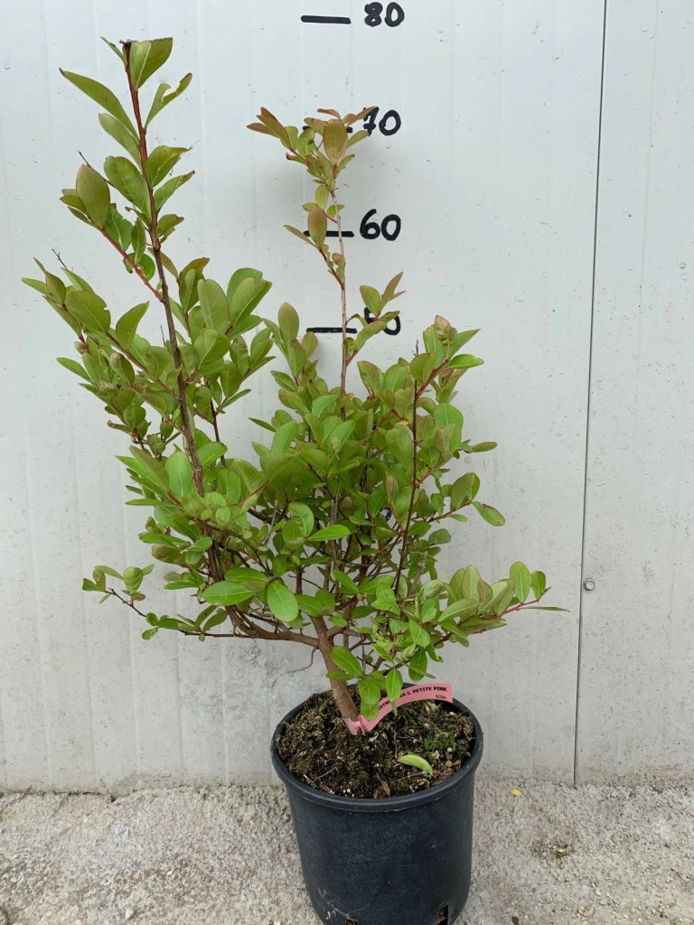 Lagerstroemia red imperator rossa vaso 18cm