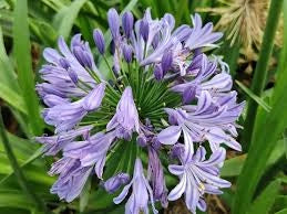 Bulbi di Agapanthus Blu I – Fioritura elegante e duratura