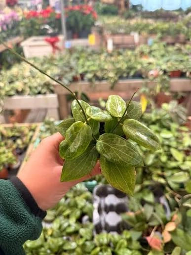 Hoya Fitchii in Vaso 8 cm - Pianta Tropicale da Interno Sempreverde