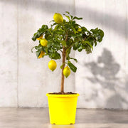 Gardenaria Limone Zagara Bianca - Citrus limon 'Zagara Bianca' - Pianta di agrume da frutto in vaso Altezza: 160 cm (vaso 35)