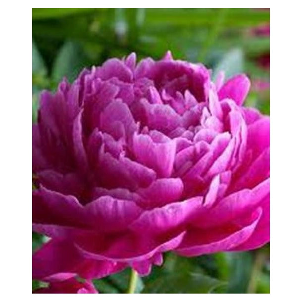 Pianta di PEONIA Lactiflora Jadwiga rosa scuro a porpora Foto Reali