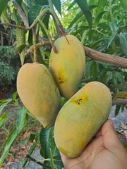 Pianta di Mango Mallika – Varietà Tropicale dai Frutti Dolci e Aromatici