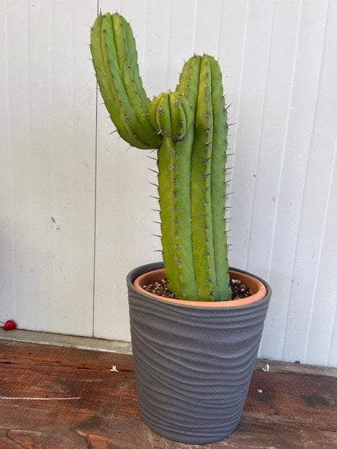 Pianta Grassa  Polaskia chichipe Cereus chichipe foto reali H 60cm