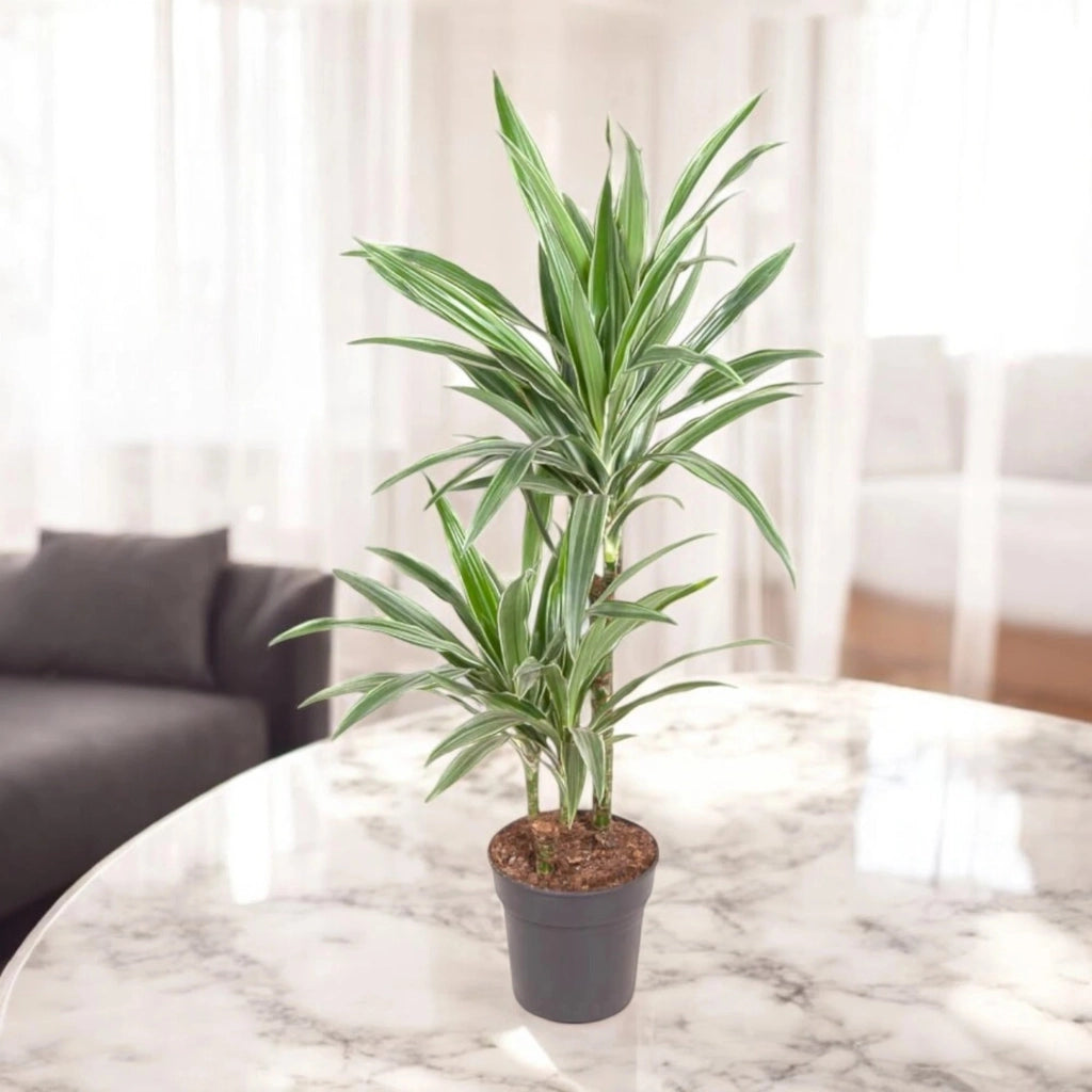 Gardenaria Dracaena fragrans 'Warneckei' - Pianta da interno ornamentale Altezza: 100 cm (vaso 19)