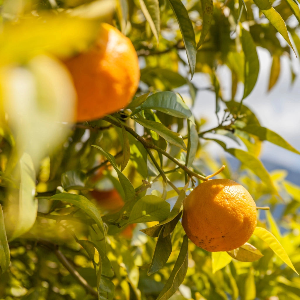 Gardenaria Arancio - Citrus sinensis 'Navelina' - Pianta di agrume da frutto in vaso Altezza: 70/80 cm (vaso 22)