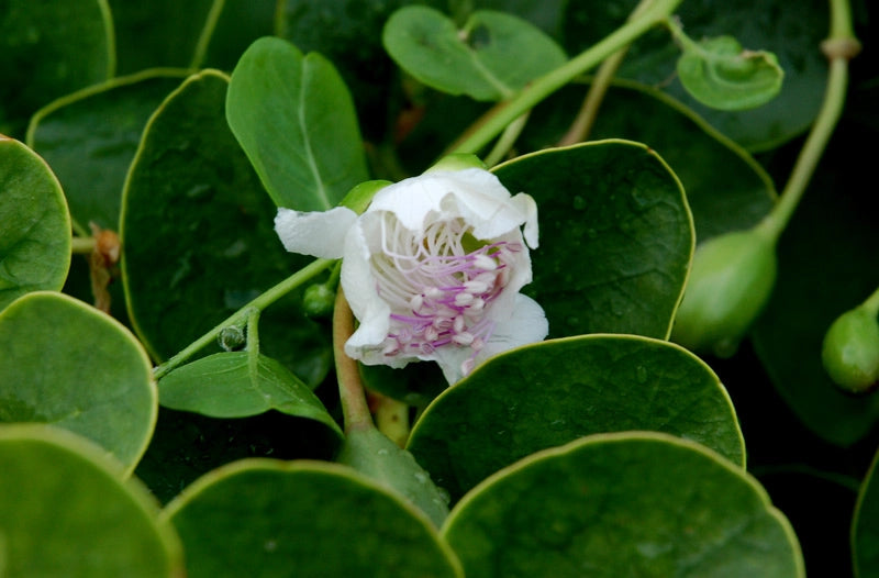 Capparis spinosa Inermis – Vaso 17 cm pianta di capperi cappero