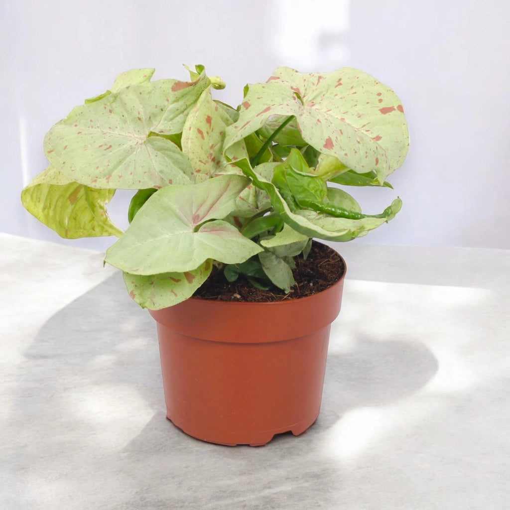Gardenaria Syngonium 'Milk confetti' - Pianta da interno ornamentale Altezza: 25 cm (vaso 12)