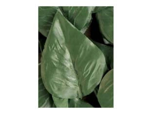 FOGLIE LAURO DI RICAMBIO PER SIEPE ARTIFICIALE  pz.20    TREX