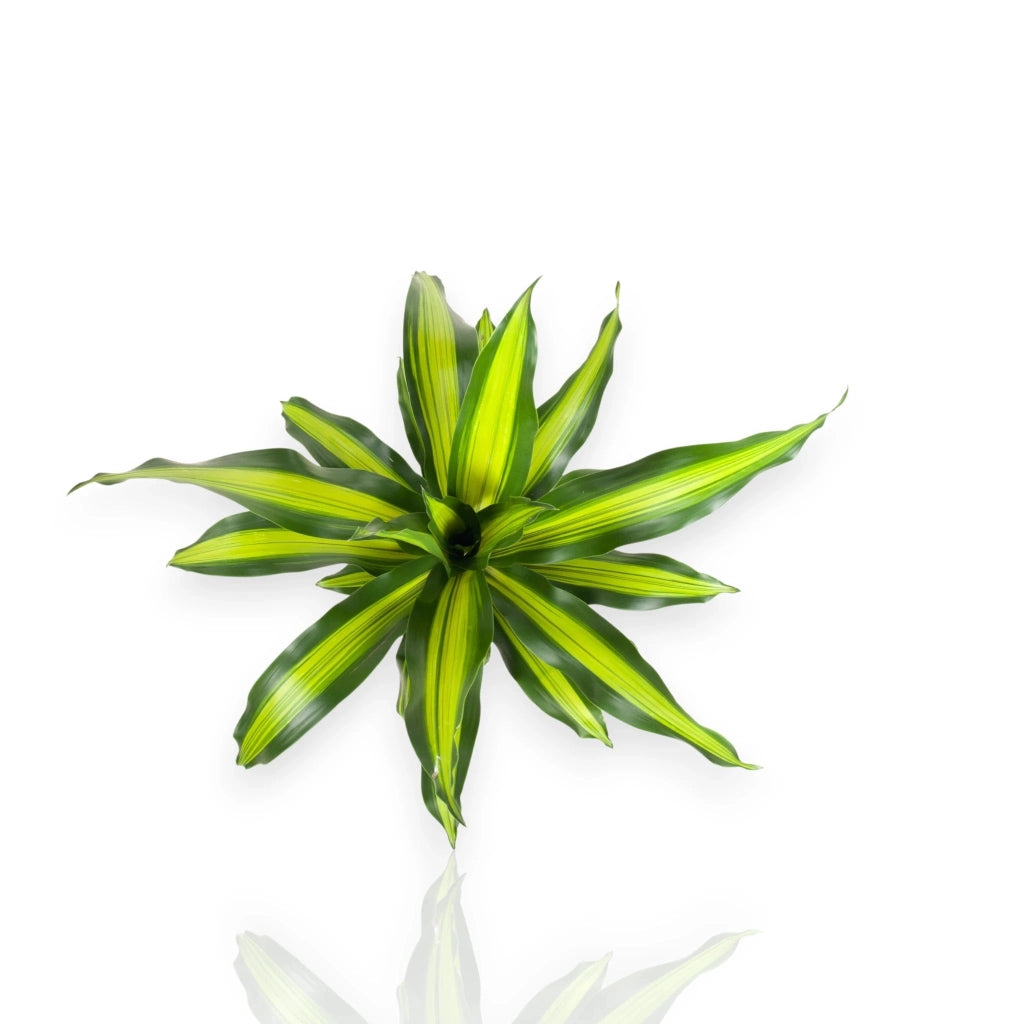 Gardenaria Dracaena fragrans 'Burley' - Pianta da interno ornamentale Altezza: 70 cm (vaso 21)