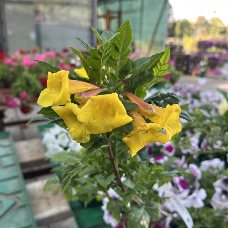 Pianta di Tecomaria Tropical Twist bignonia giallo-arancio vaso 18 cm AMDGarden