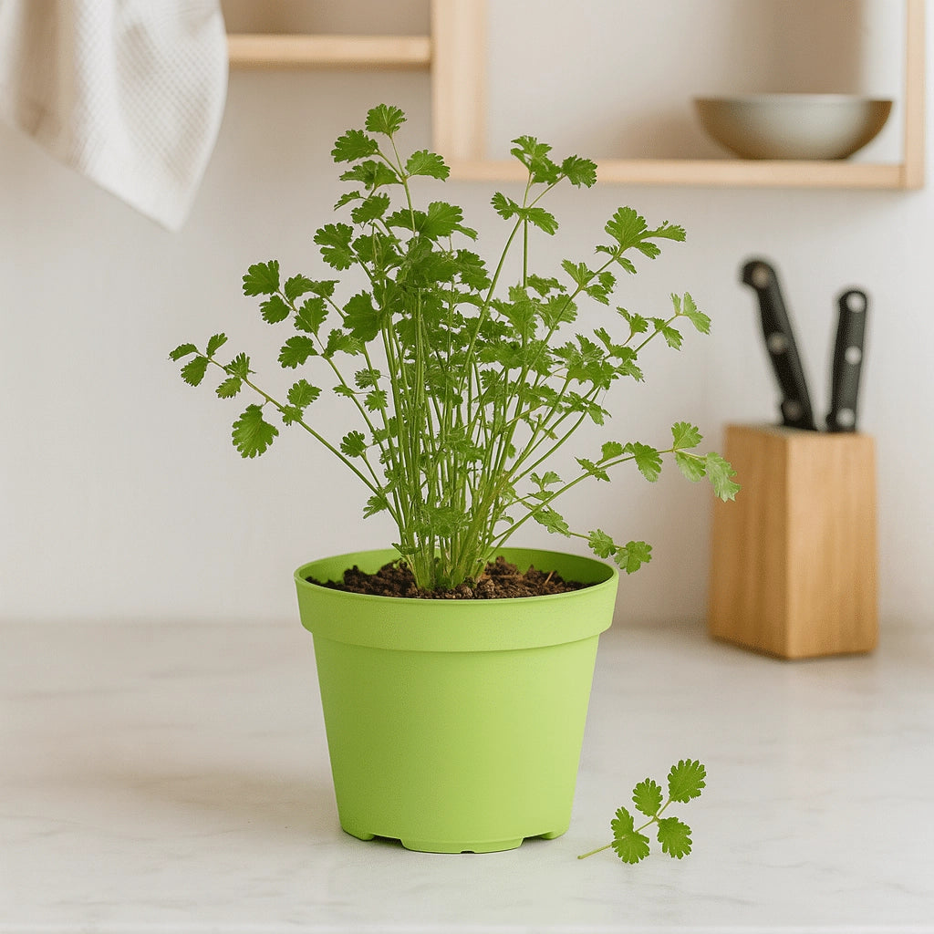 Anice Verde in Vaso 14 cm – Altezza 20 cm, Pianta Aromatica