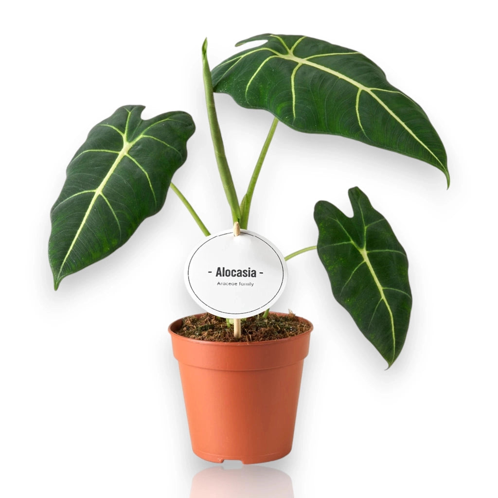 Gardenaria Alocasia 'Frydek' - Pianta da interno ornamentale Altezza: 40 cm (vaso 12)