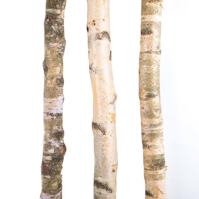 Tronco in Legno di Betulla Lunghezza 200 cm