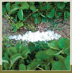 TESSUTO ANTIGRANDINE 36 GR/MQ 3X10 M VERDE