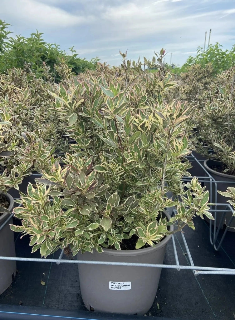 Gardenaria Weigela florida 'Monet' - Arbusto ornamentale da giardino Altezza: 40/50 cm (vaso18)
