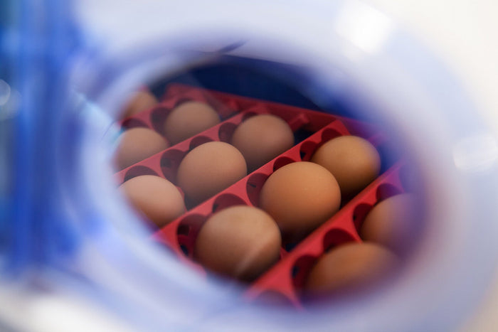 Incubatrice per Uova Automatica Professionale Borotto Real 24