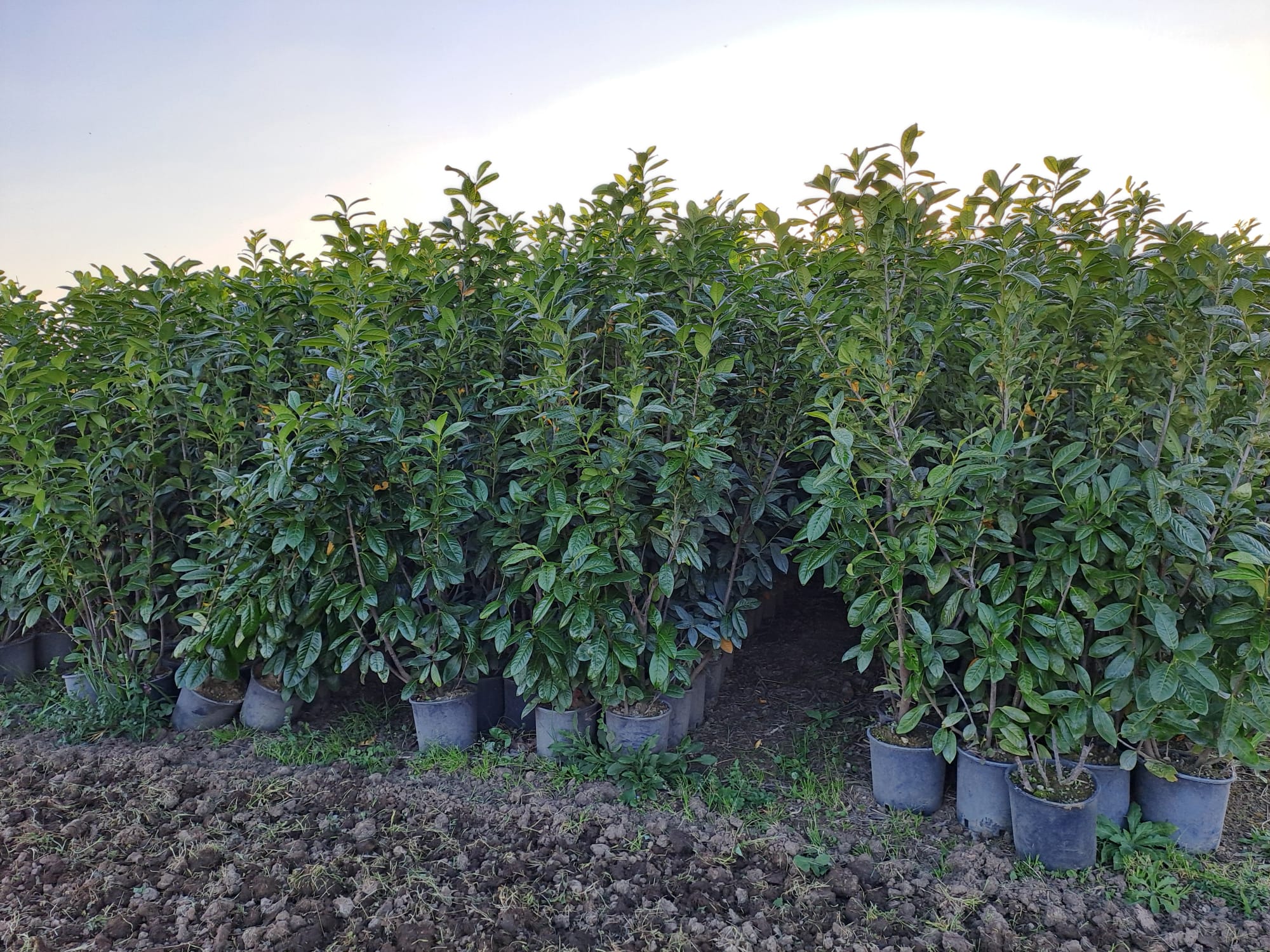 STOCK 40 PIANTE DI LAURO CERASO LAUROCESASUS (LAUROCERASO) H180/190 VASO 24 FOTO REALI SIEPE