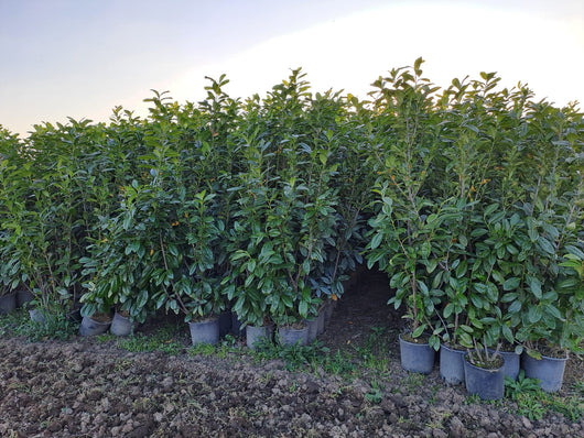 STOCK 40 PIANTE DI LAURO CERASO LAUROCESASUS (LAUROCERASO) H180/190 VASO 24 FOTO REALI SIEPE