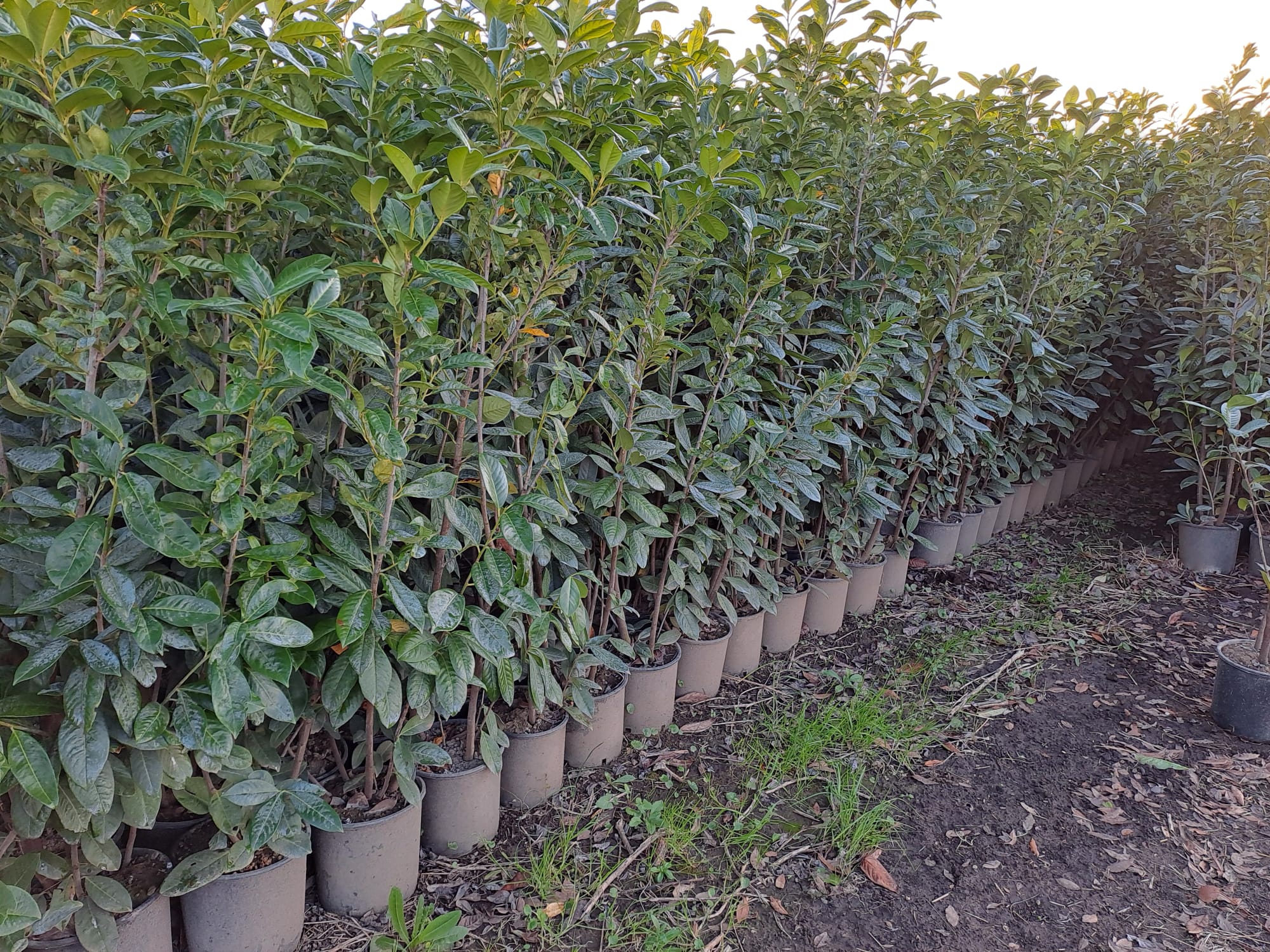 STOCK 40 PIANTE DI LAURO CERASO LAUROCESASUS (LAUROCERASO) H180/190 VASO 24 FOTO REALI SIEPE