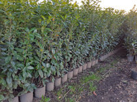 STOCK 40 PIANTE DI LAURO CERASO LAUROCESASUS (LAUROCERASO) H180/190 VASO 24 FOTO REALI SIEPE