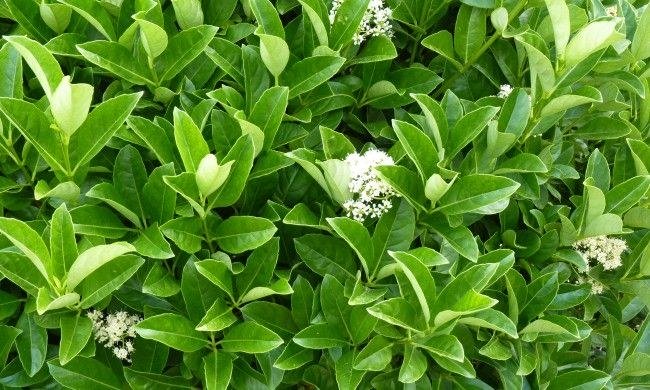 VIBURNO LUCIDO (VIBURNUM LUCIDUM) H 80CM piante per siepi