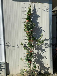 Rincosperma (Falso Gelsomino) H 180cm vaso 18 pianta rampicante