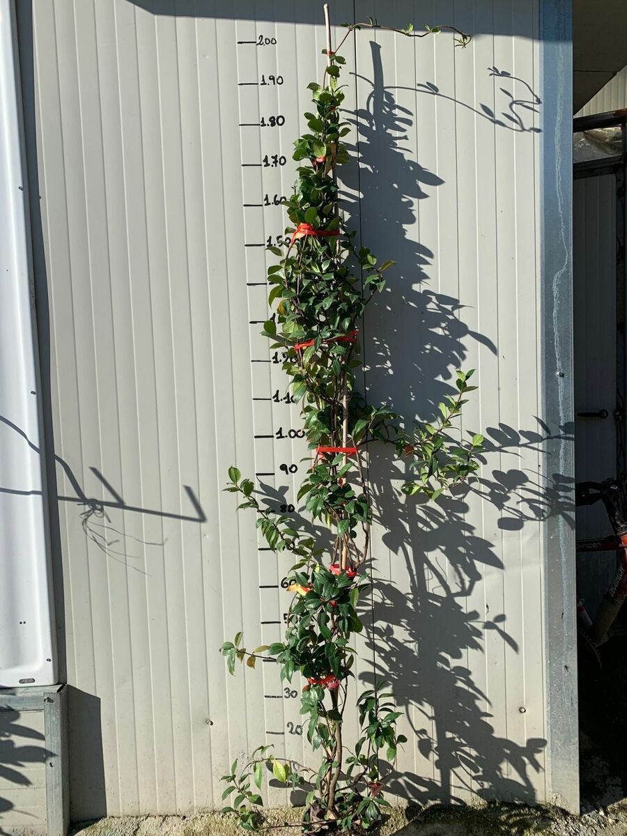 Rincosperma (Falso Gelsomino) H 180cm vaso 18 pianta rampicante