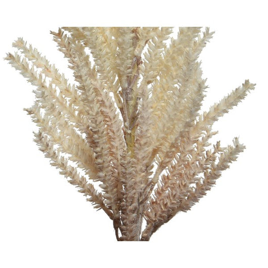 PAMPAS DECORATIVA CREMA H94CM CON FOGLIE