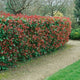40 Piante di photinia h 150 cm piante per siepi