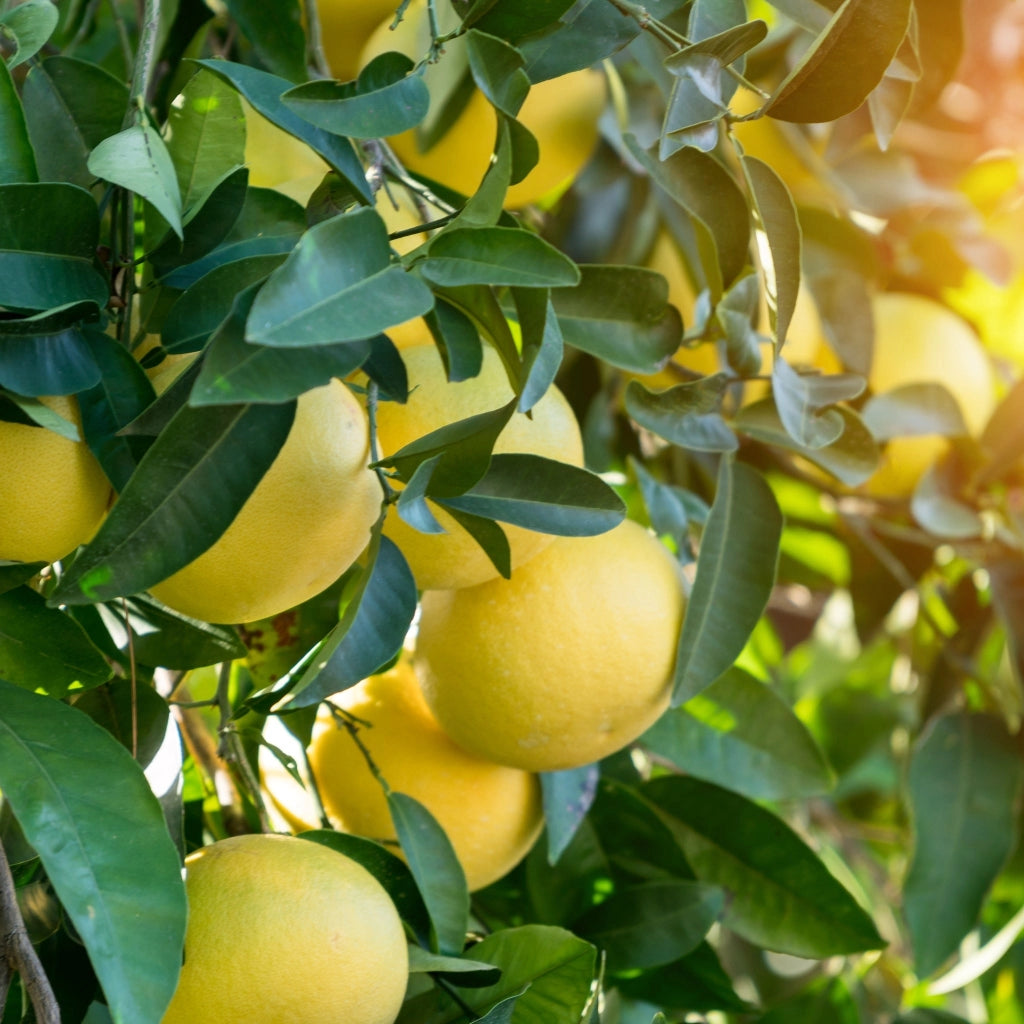 Gardenaria Pompelmo Giallo - Citrus × paradisi - Pianta di agrume da frutto in vaso Altezza: 70/80 cm (vaso 22)