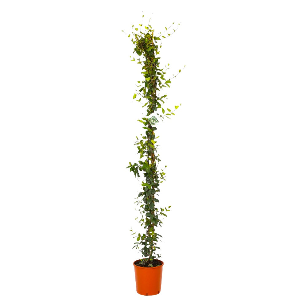 Pianta di Solanum Rantonetti GELSOMINO DEL PARAGUAY CIELO STELLATO h150 CM