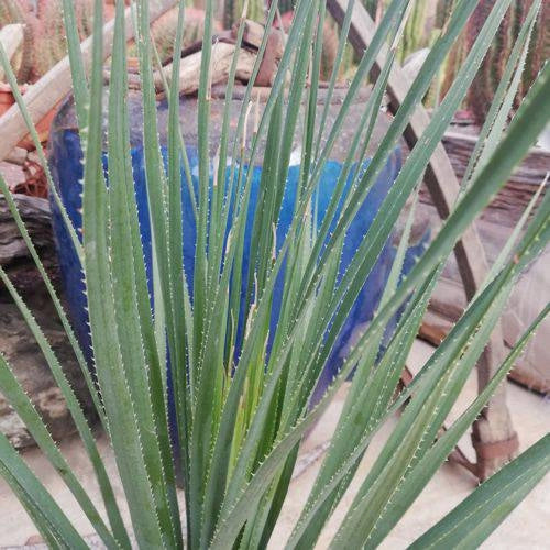 Dasylirion serratifolium – Pianta ornamentale resistente per giardini aridi