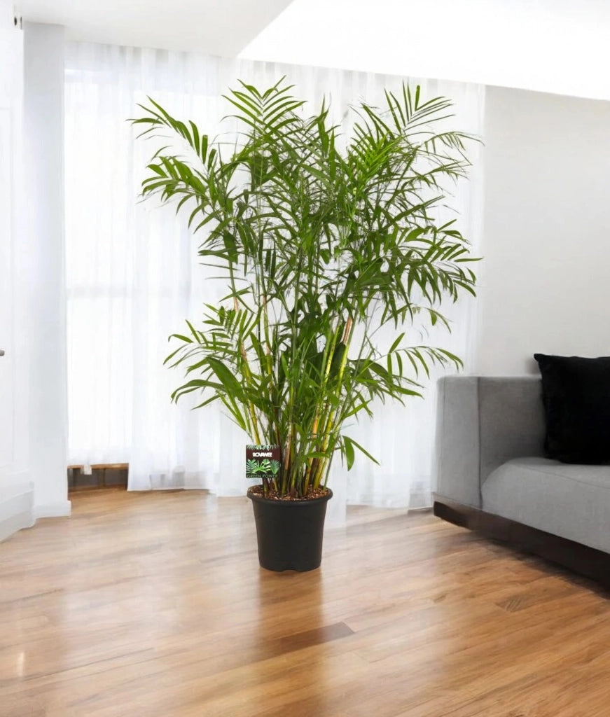 Gardenaria Chamaedorea seifrizii - Pianta da interno ornamentale Altezza: 200 cm (vaso 30)