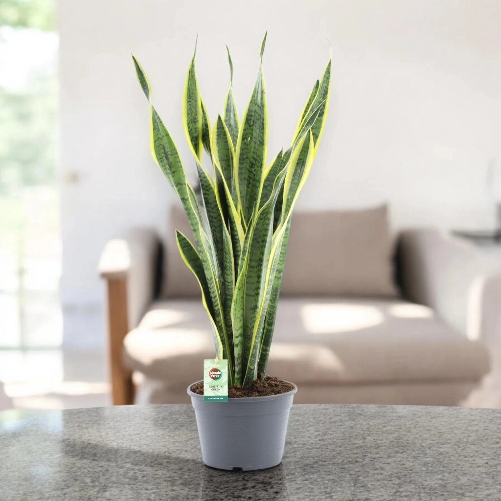 Gardenaria Sansevieria trifasciata 'Laurentii' - Pianta da interno ornamentale Altezza: 60 cm (vaso 14)
