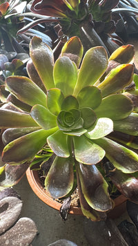 Pianta Aeonium Big Bang Plus, foto reali,