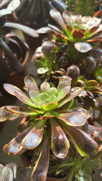 Pianta Aeonium Big Bang Plus, foto reali,