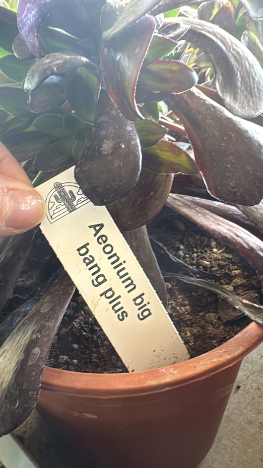 Pianta Aeonium Big Bang Plus, foto reali,