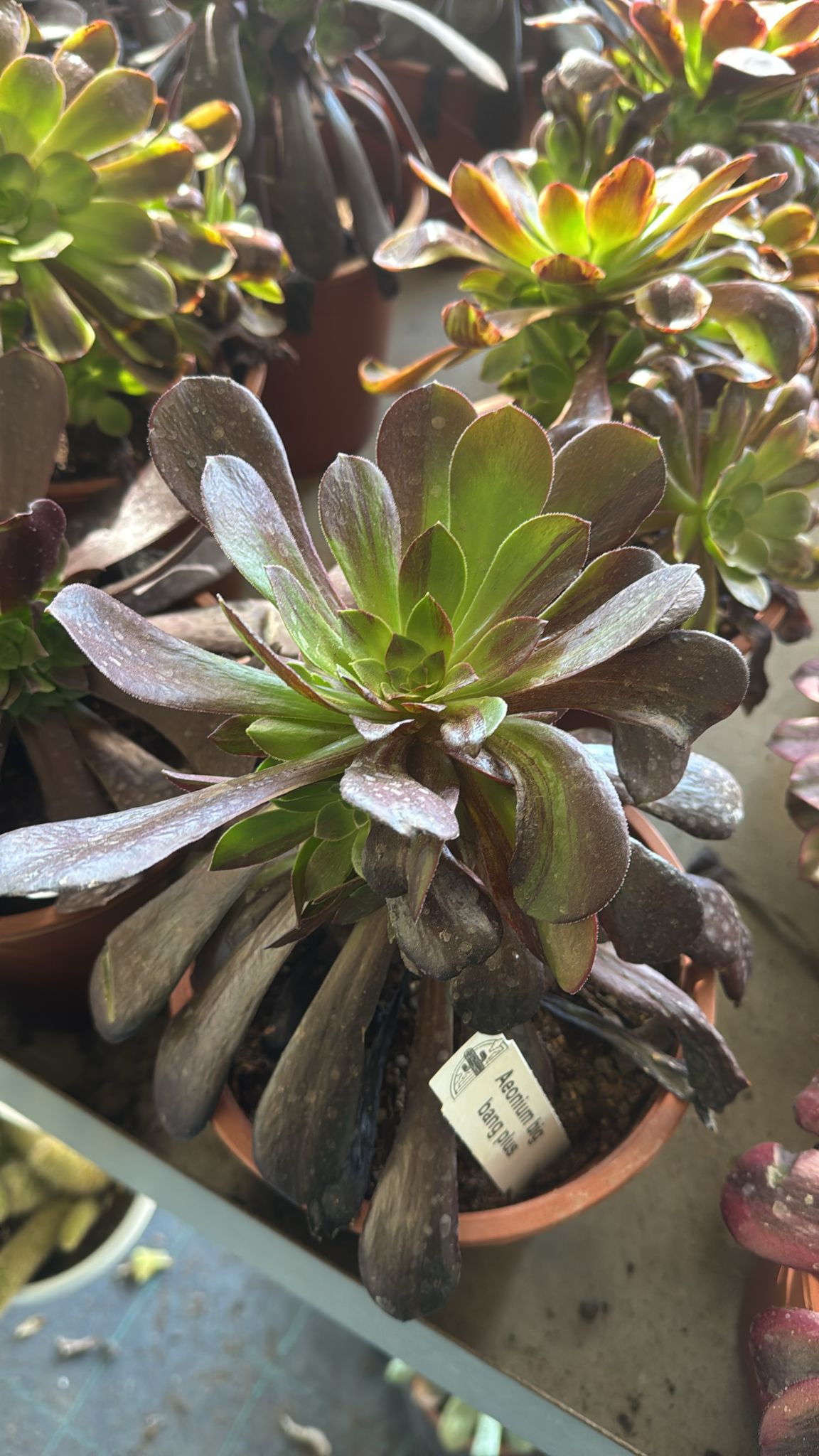 Pianta Aeonium Big Bang Plus, foto reali,