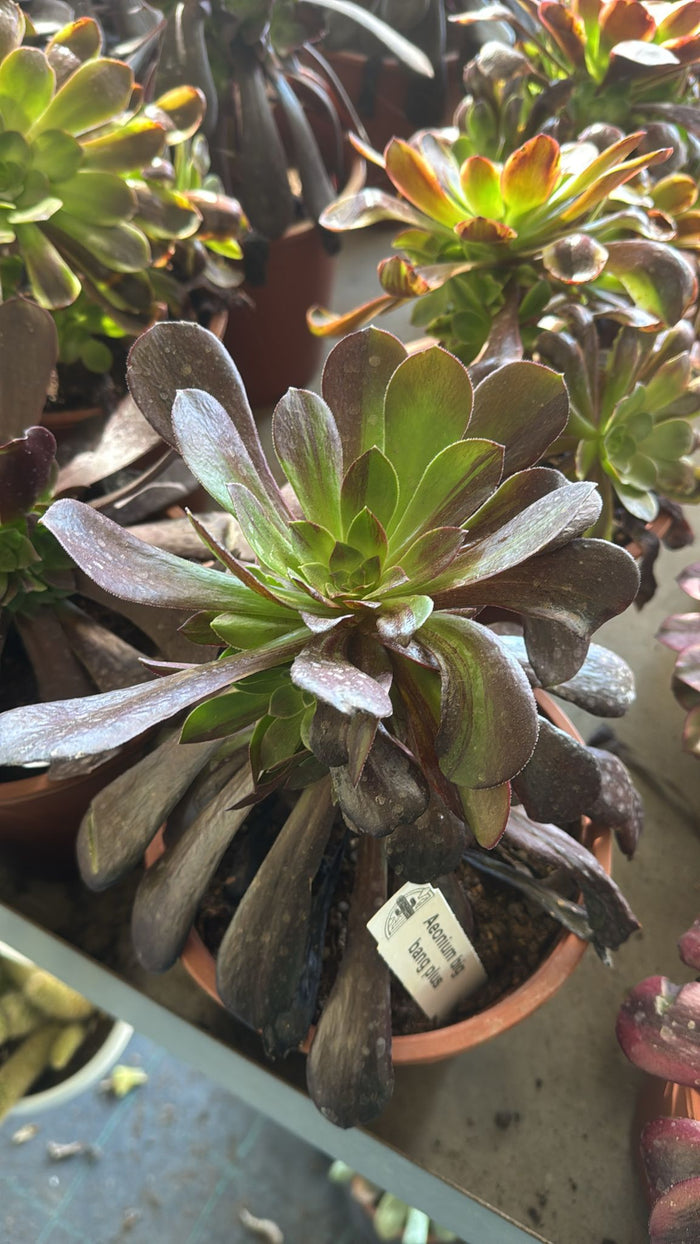 Pianta Aeonium Big Bang Plus, foto reali,