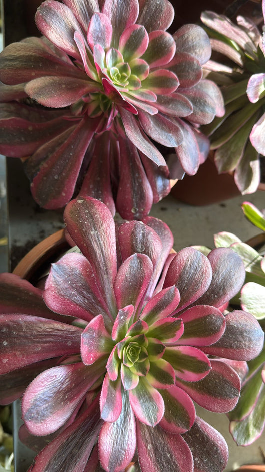 Pianta Aeonium medusa, foto reali