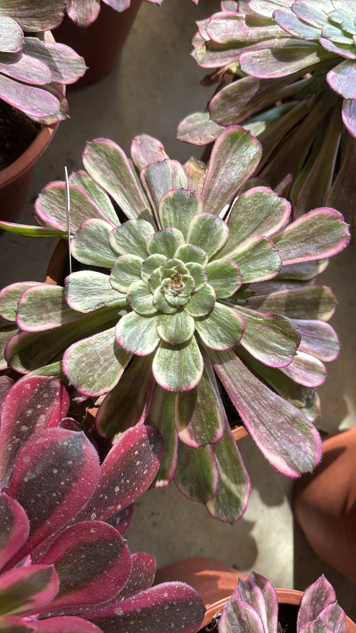 Pianta Aeonium Ink Painting, foto reali