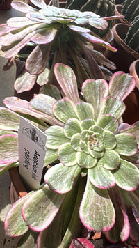 Pianta Aeonium Ink Painting, foto reali