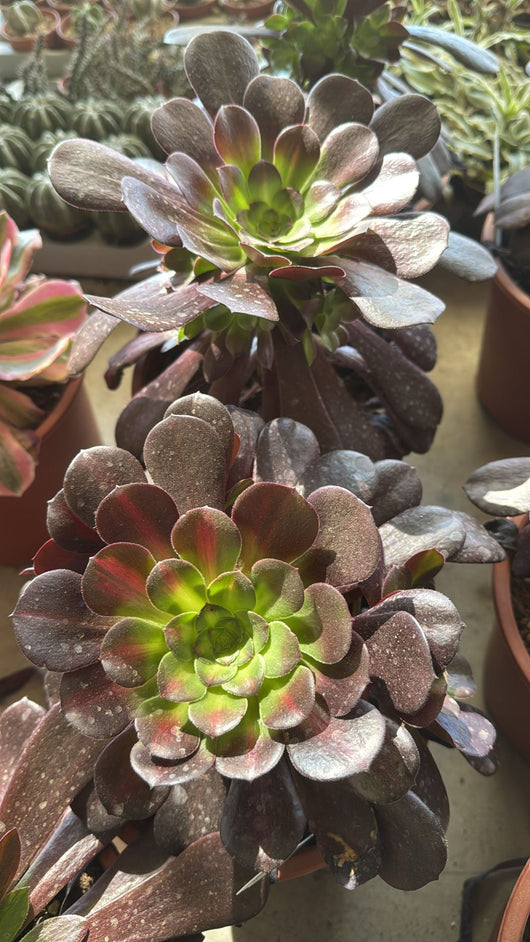 Pianta Aeonium Kilimangiaro, foto reali