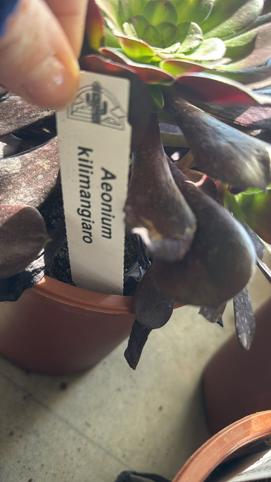 Pianta Aeonium Kilimangiaro, foto reali