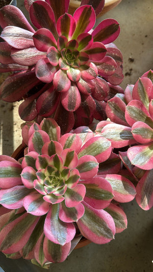 Pianta Aeonium Pink Witch, foto reali, pianta grassa succulenta