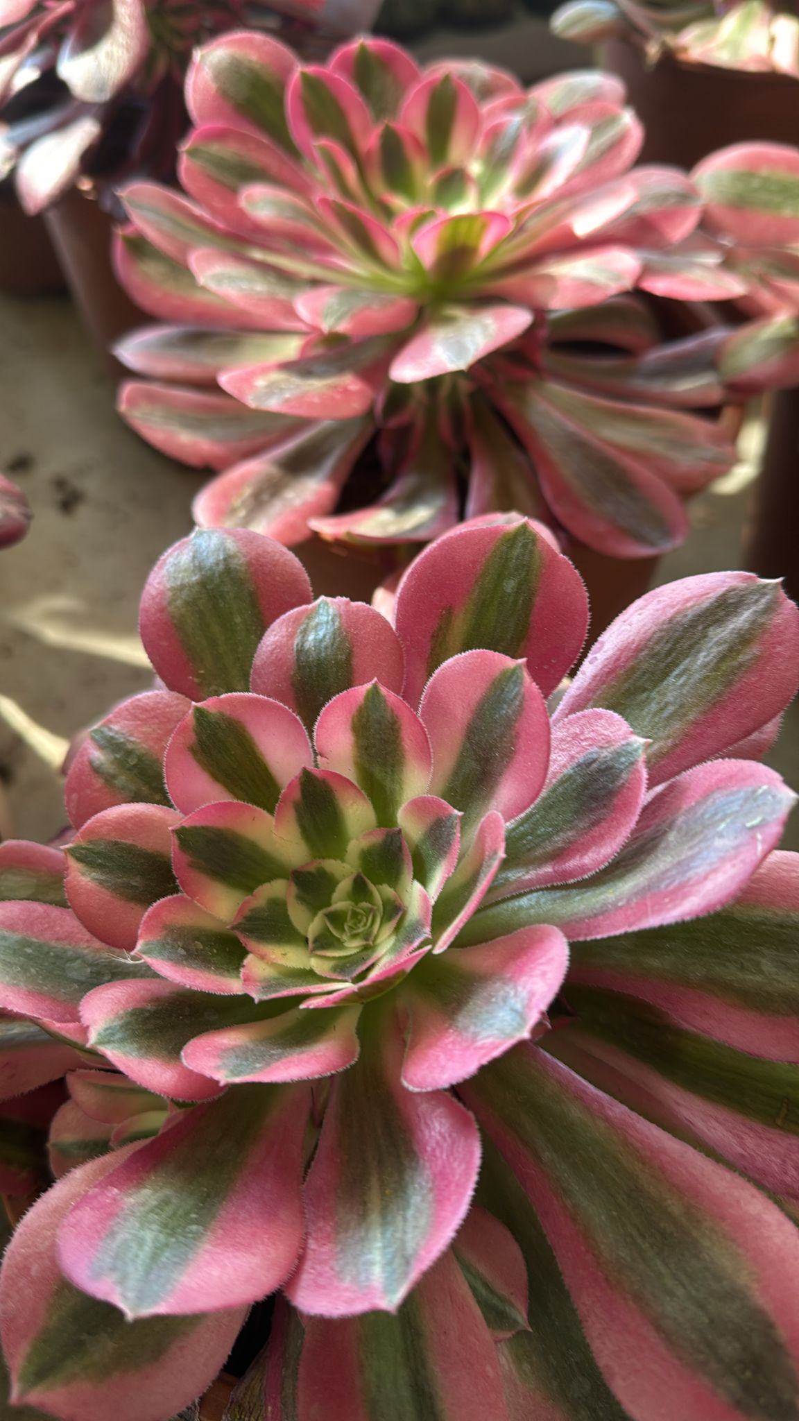 Pianta Aeonium Pink Witch, foto reali, pianta grassa succulenta