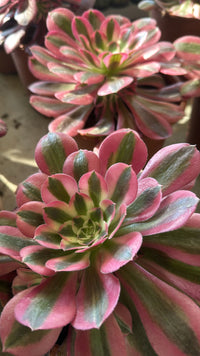 Pianta Aeonium Pink Witch, foto reali, pianta grassa succulenta