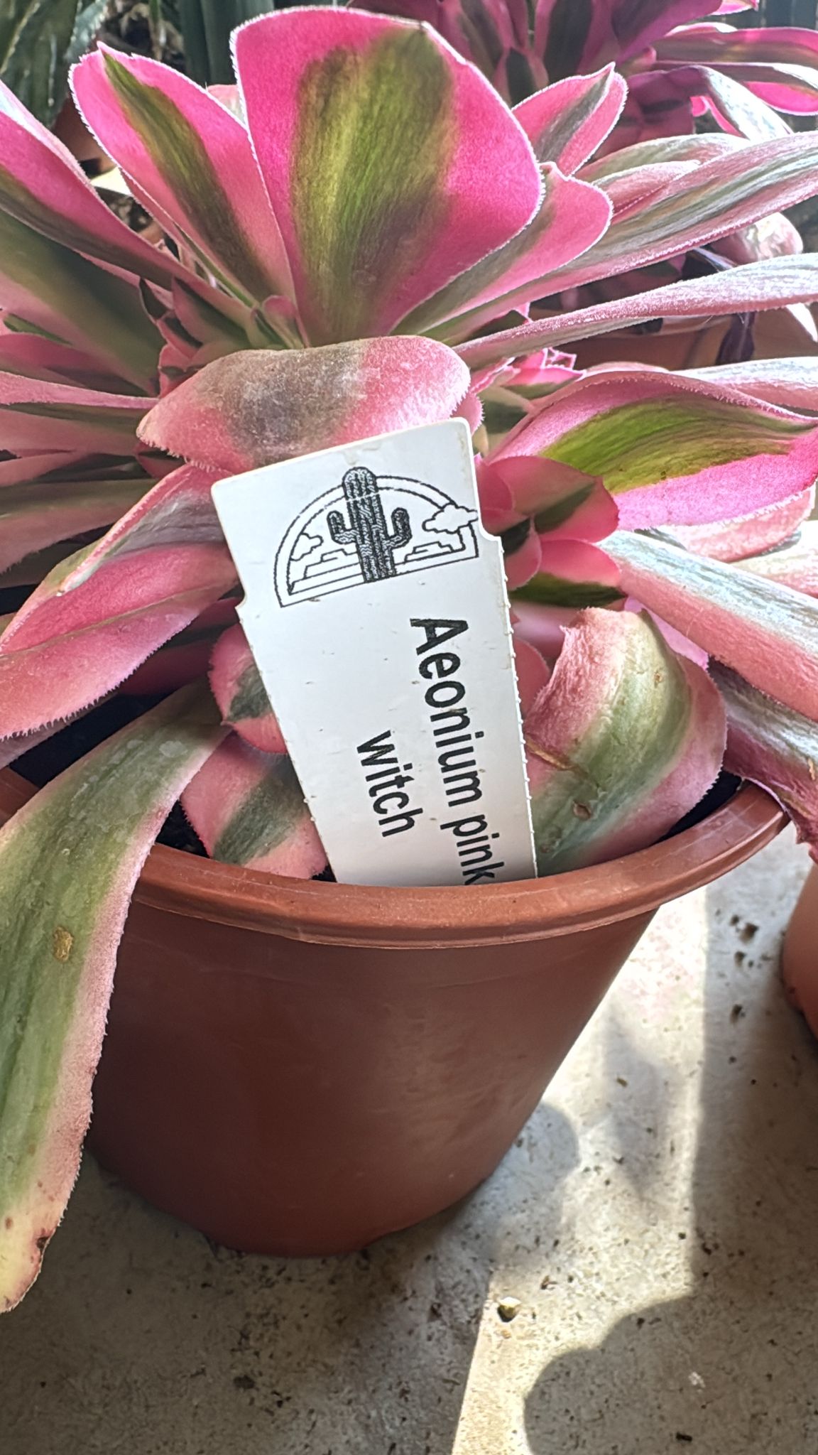 Pianta Aeonium Pink Witch, foto reali, pianta grassa succulenta